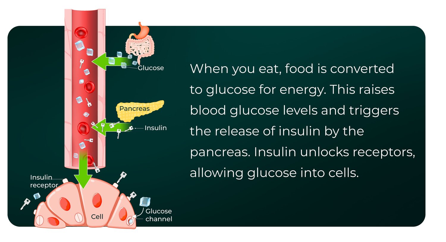 Picture of What You Should Know About GLP-1 Agonist Drugs